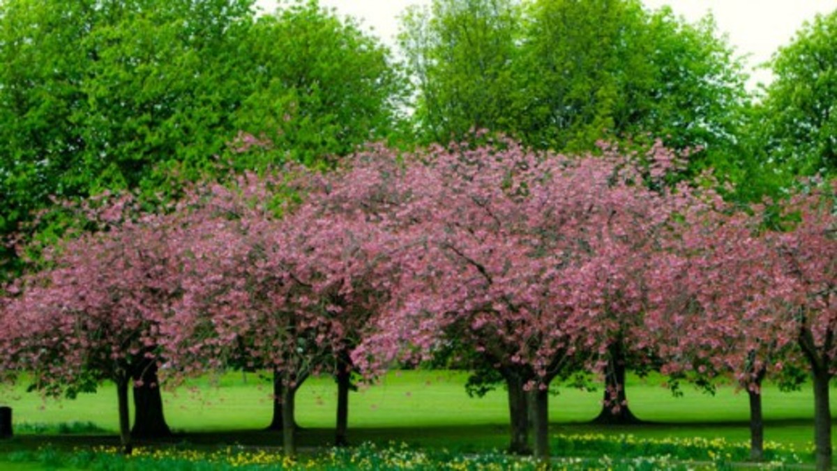 Spring Trees 