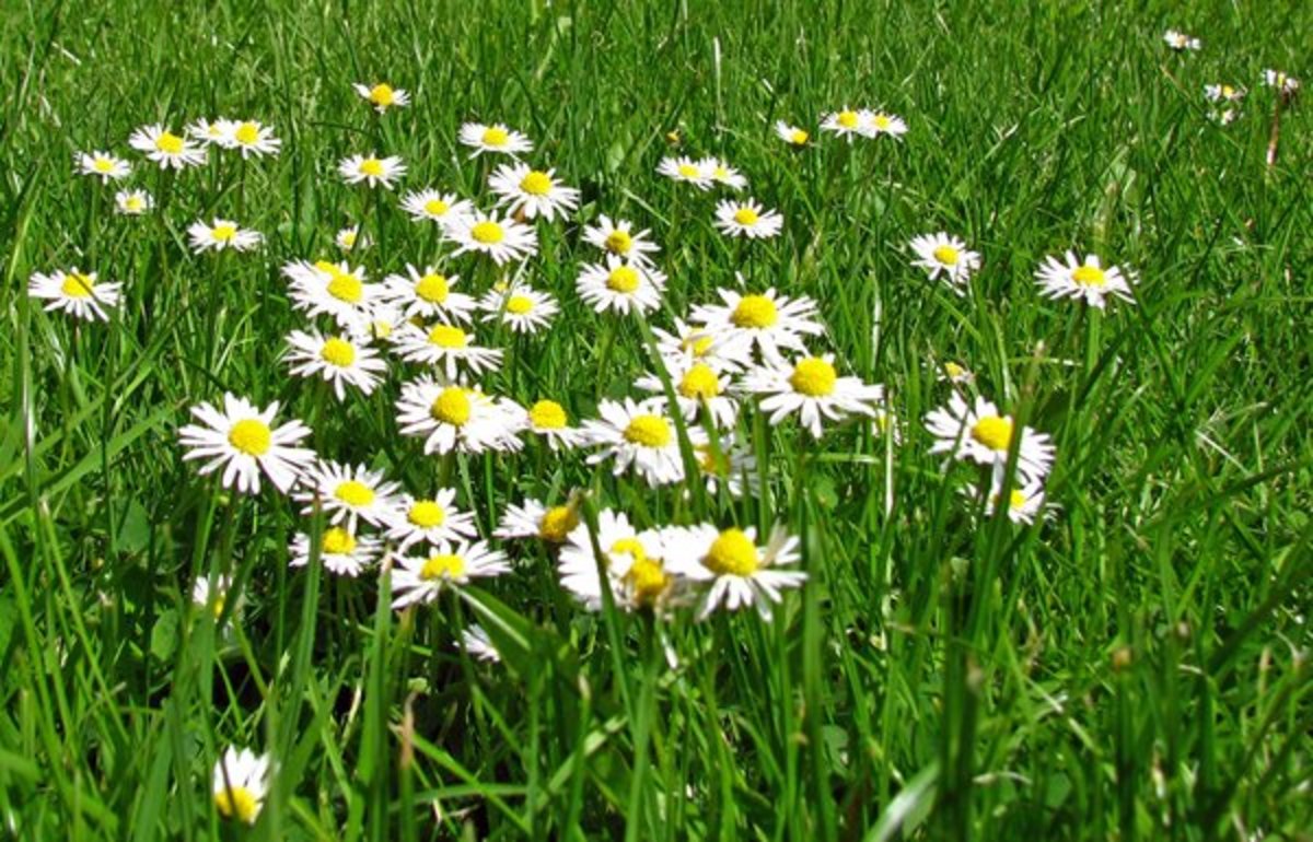 Cluster of Daisies
