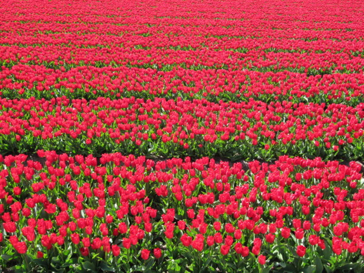 Red Tulips in the Field