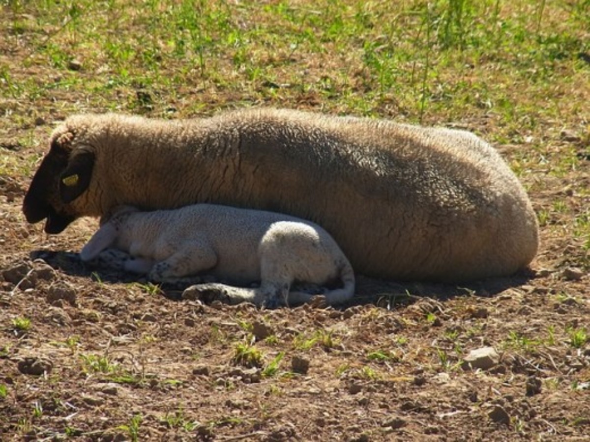 Spring Lamb with Ewe