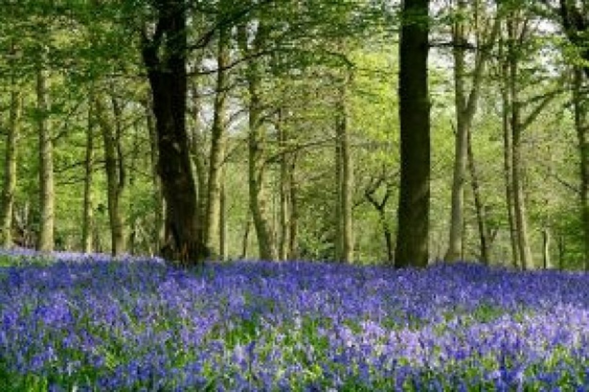 Bluebells in Late Spring