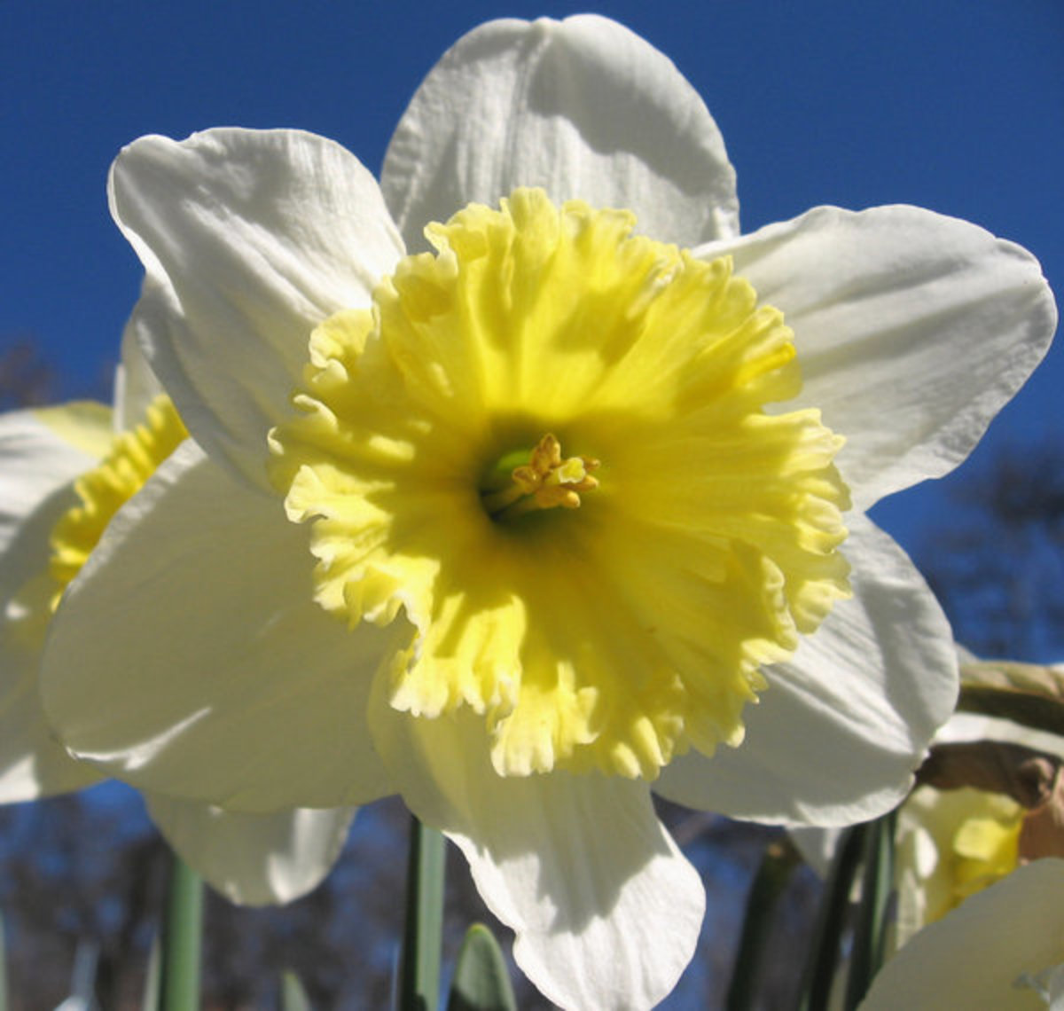 Daffodil Close-Up