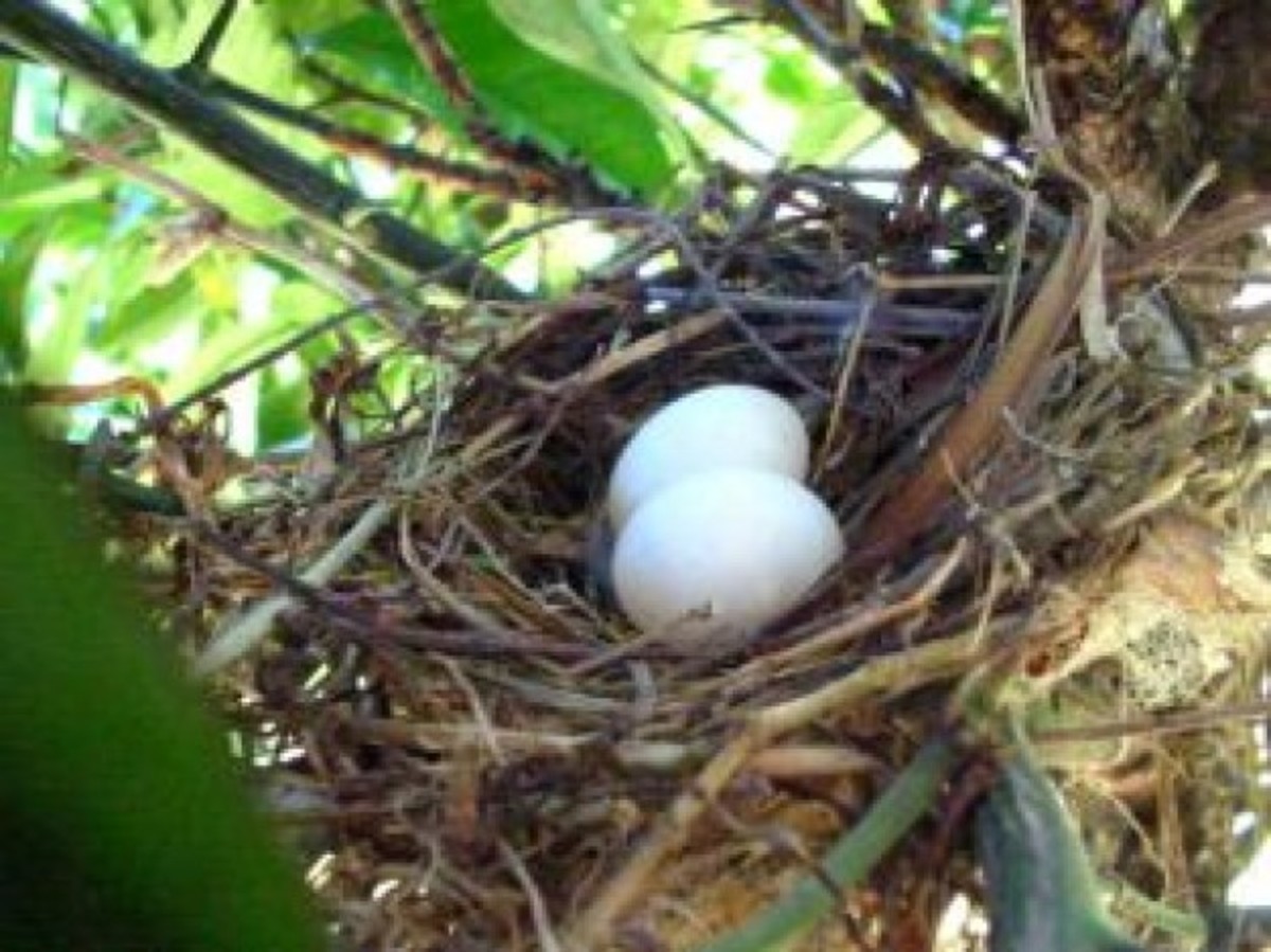 Two Eggs in Bird Nest