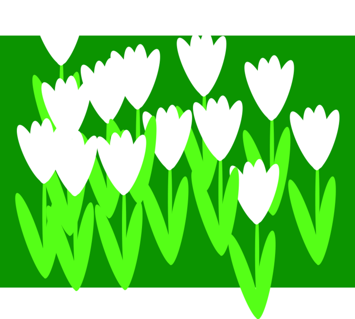 Field of White Tulips