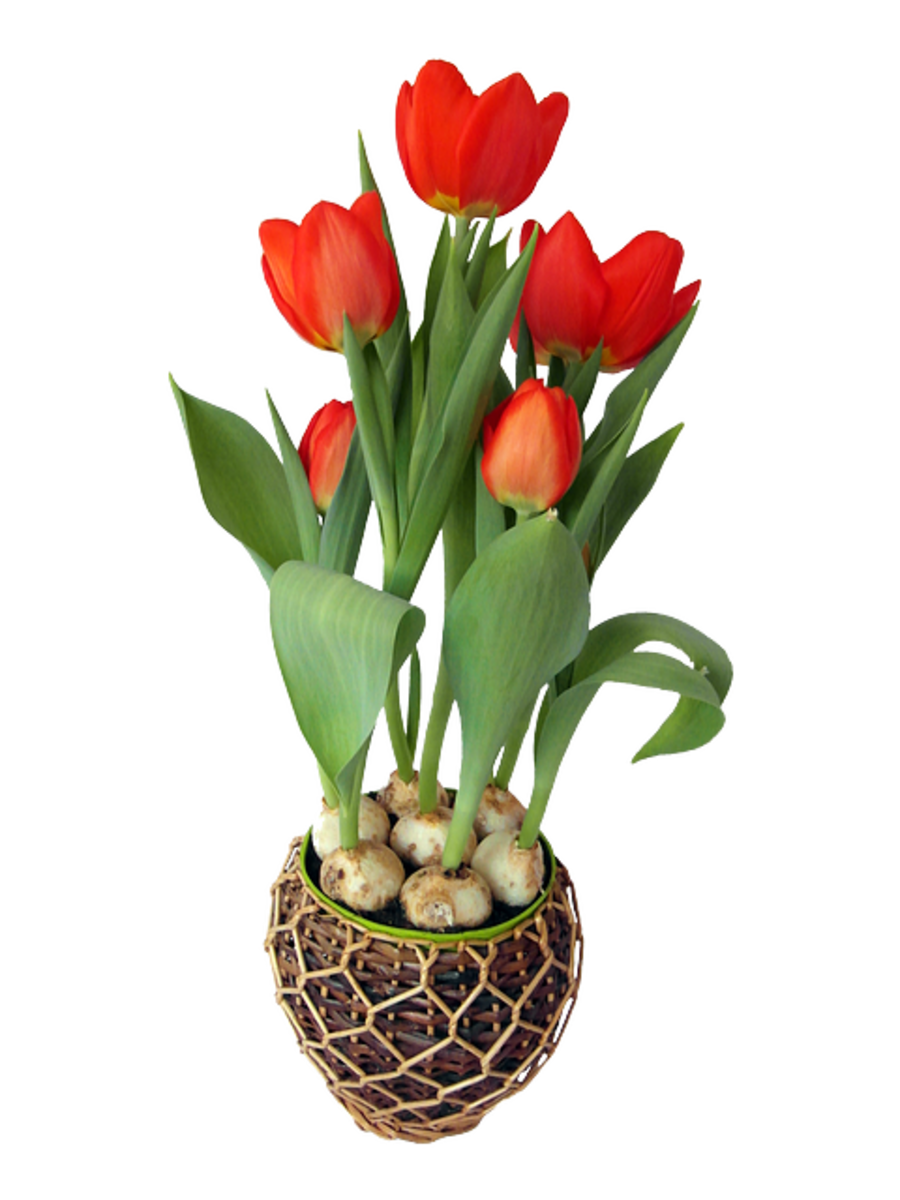 Red Tulip Bulbs Blooming in Basket