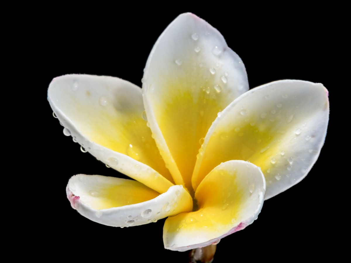 Hawaiian Lei Flowers Plumeria - Tropical Hawaiian Lei Flowers