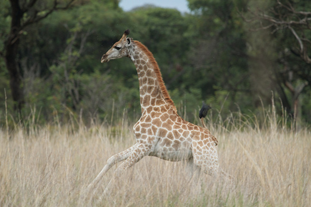 marius-giraffe