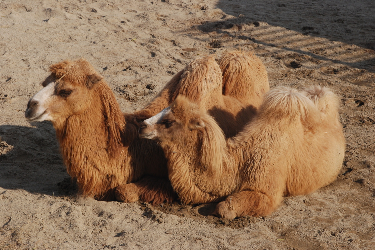 long haired camel