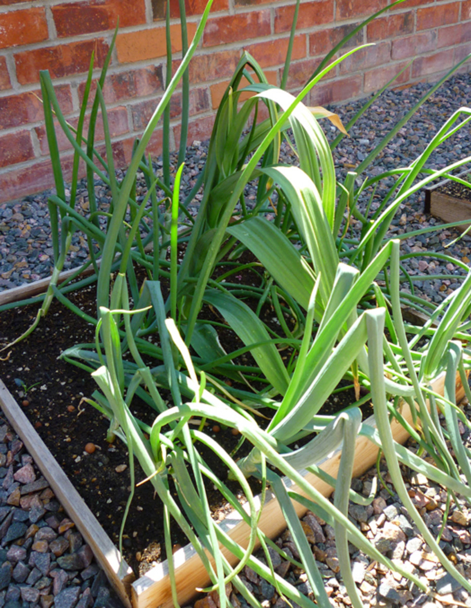 How to Care for Onion Plants
