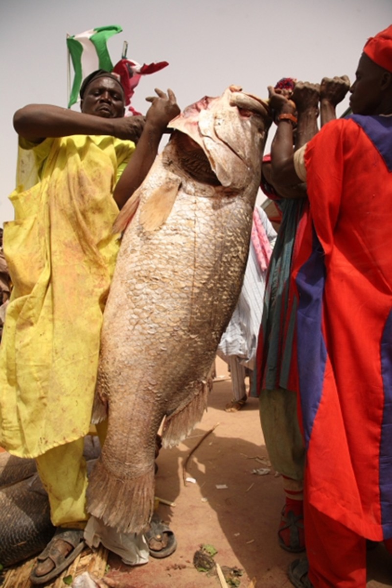 At the fishing festival two men carrying a large Nile fish