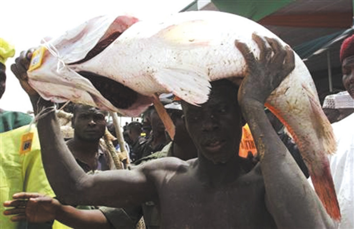 Argungu fishing festival a man carrying a large fish on his head