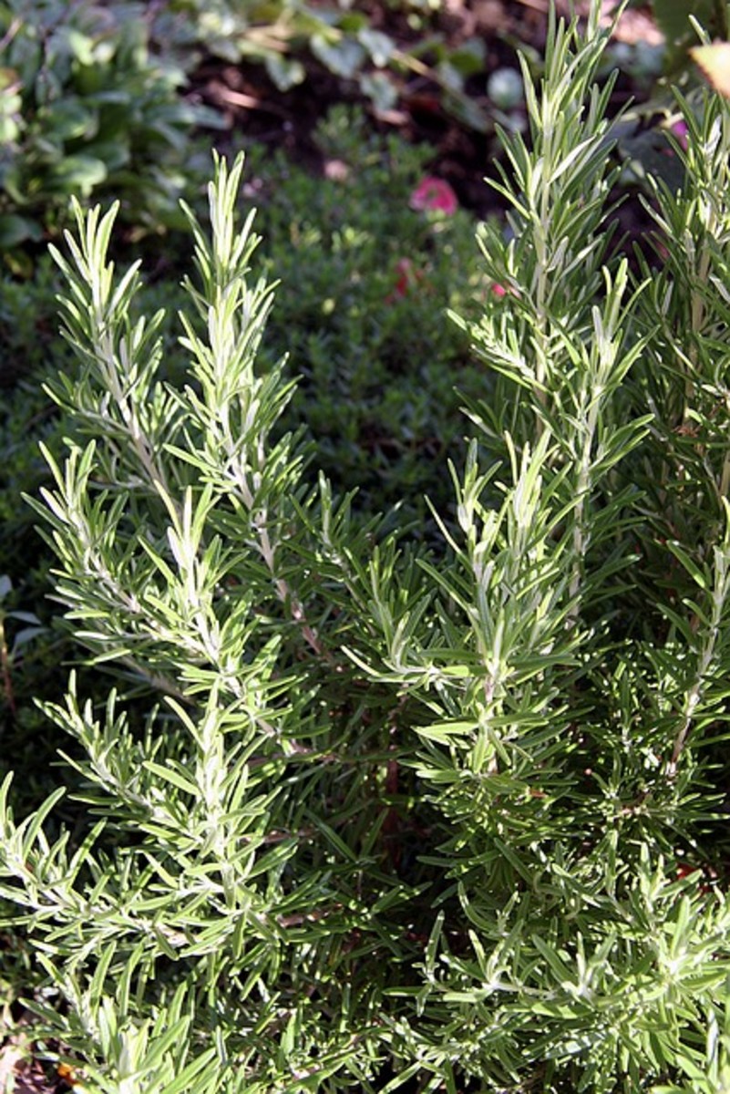 lessons-in-magical-herbalism-rosemary