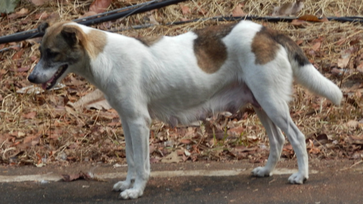 Since most of these dogs are found in the streets, they are also known as "askal" or "asong kalye".