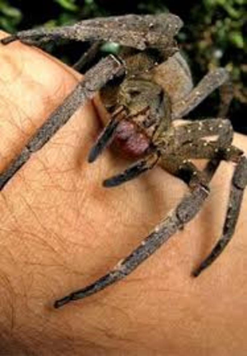 poisonous-and-venomous-spiders-snakes-and-bugs-in-peru-dangerous-animals-insects