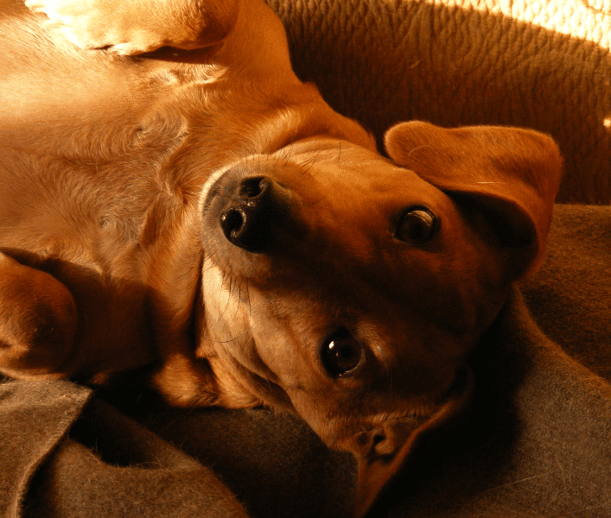The Importance of REM Sleep in Dogs