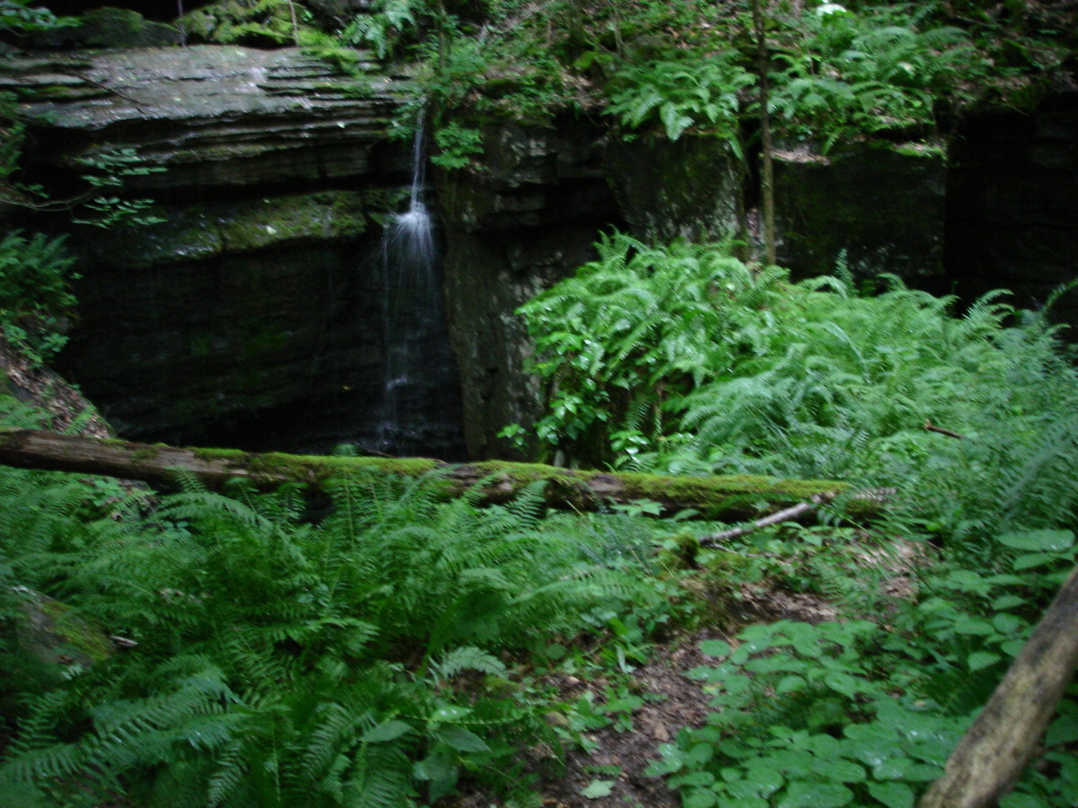 Fern Cave Entrance