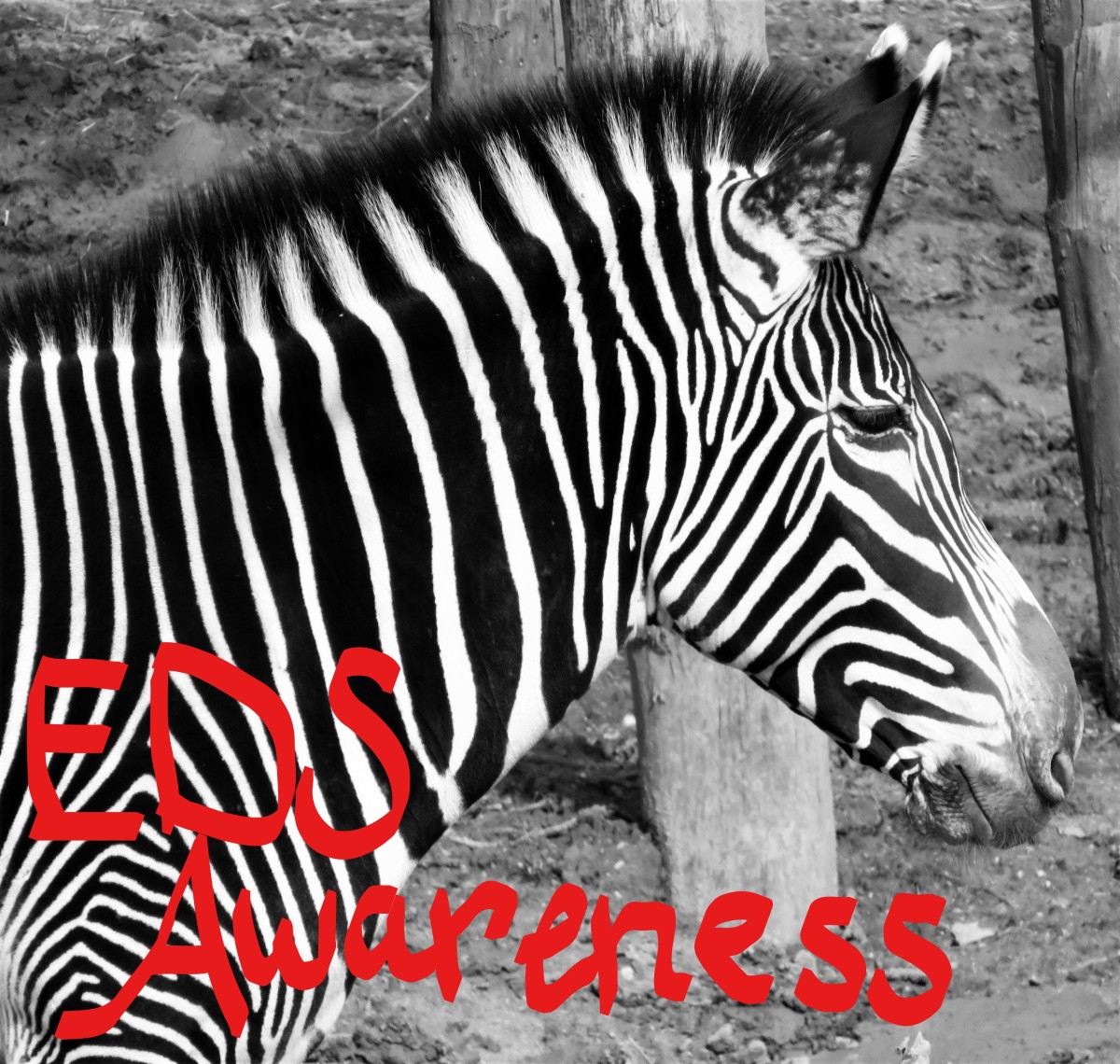 Those with EDS have the beautiful Zebra as our symbol. This one lives in Paris - no really!