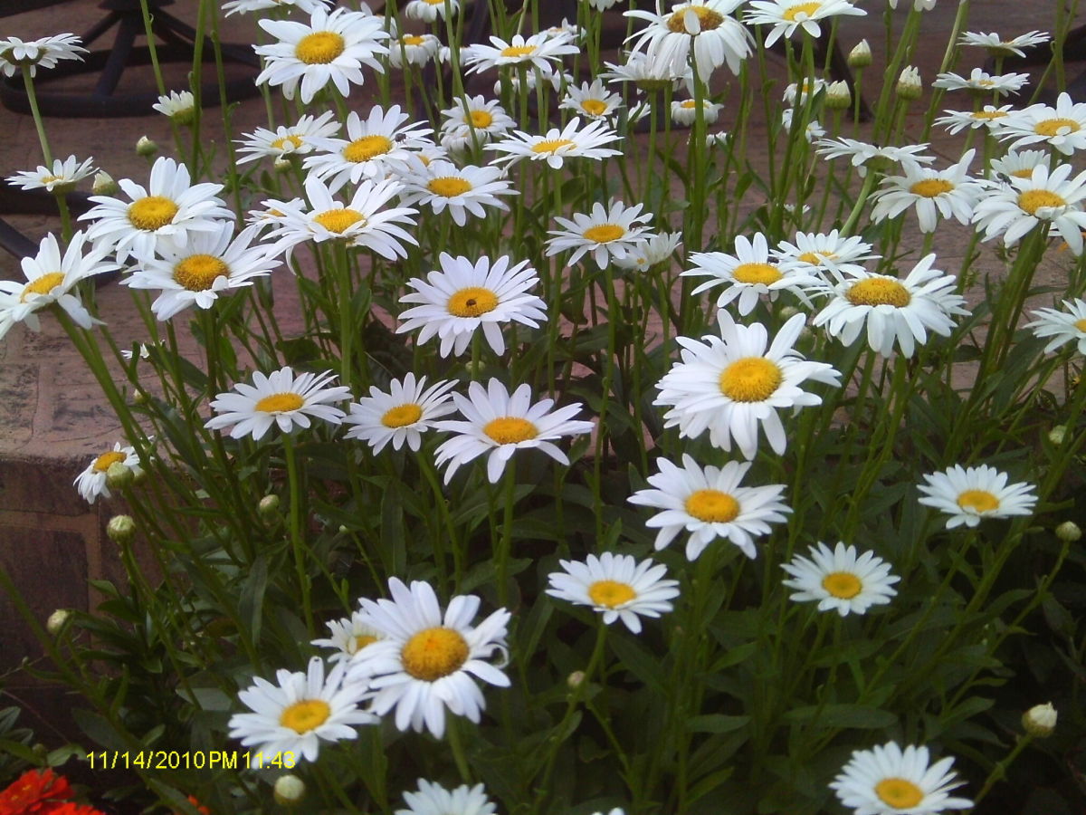 Birth Flowers by Month Interesting Facts and Meanings