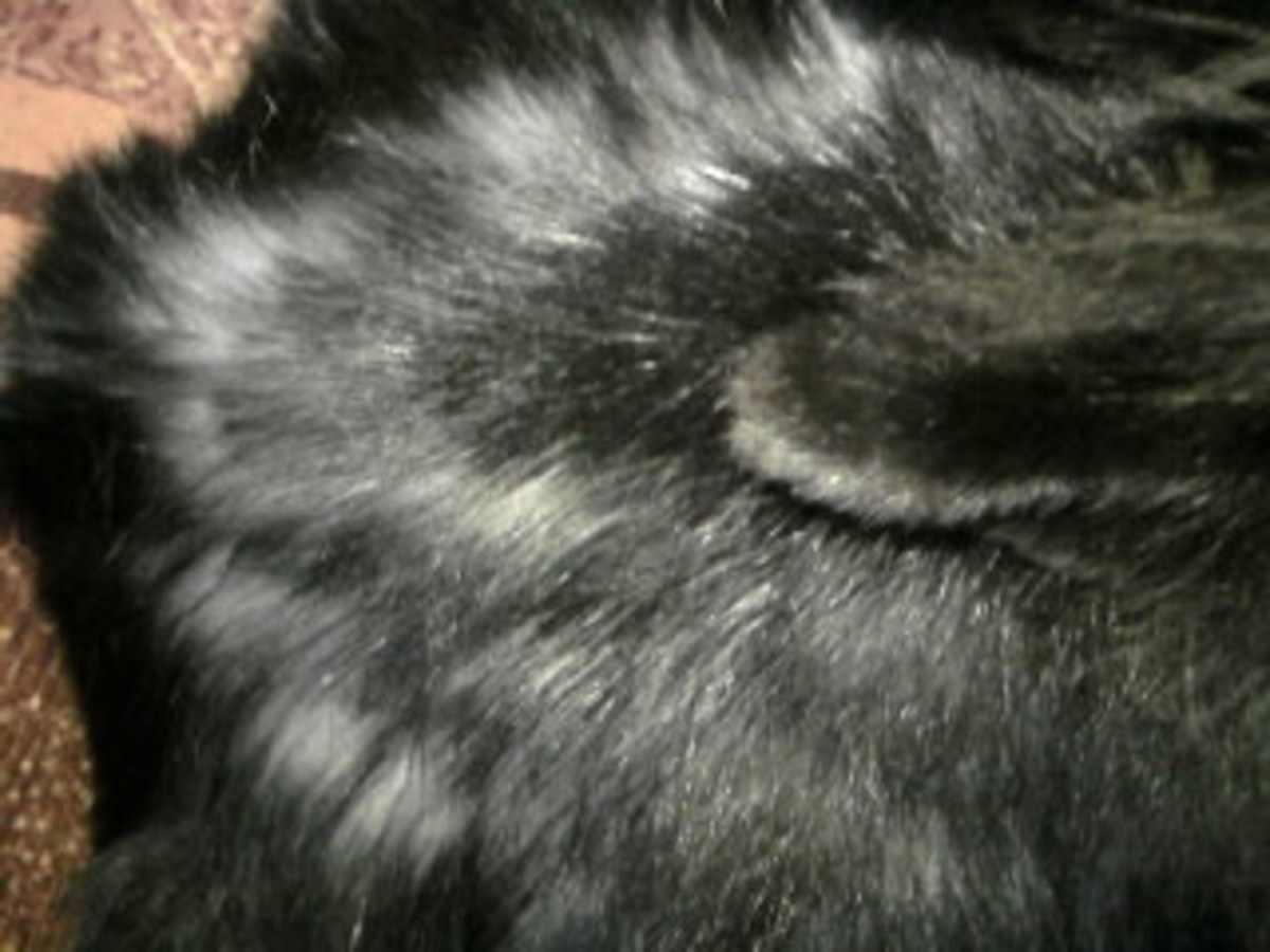 How Moulting in Rabbits Make Them Lose Their Coat PetHelpful