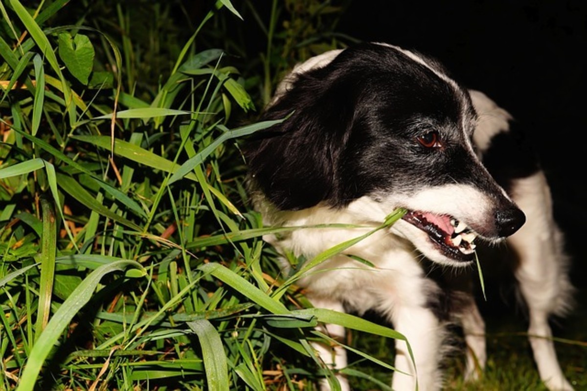 dog vomiting undigested food at night