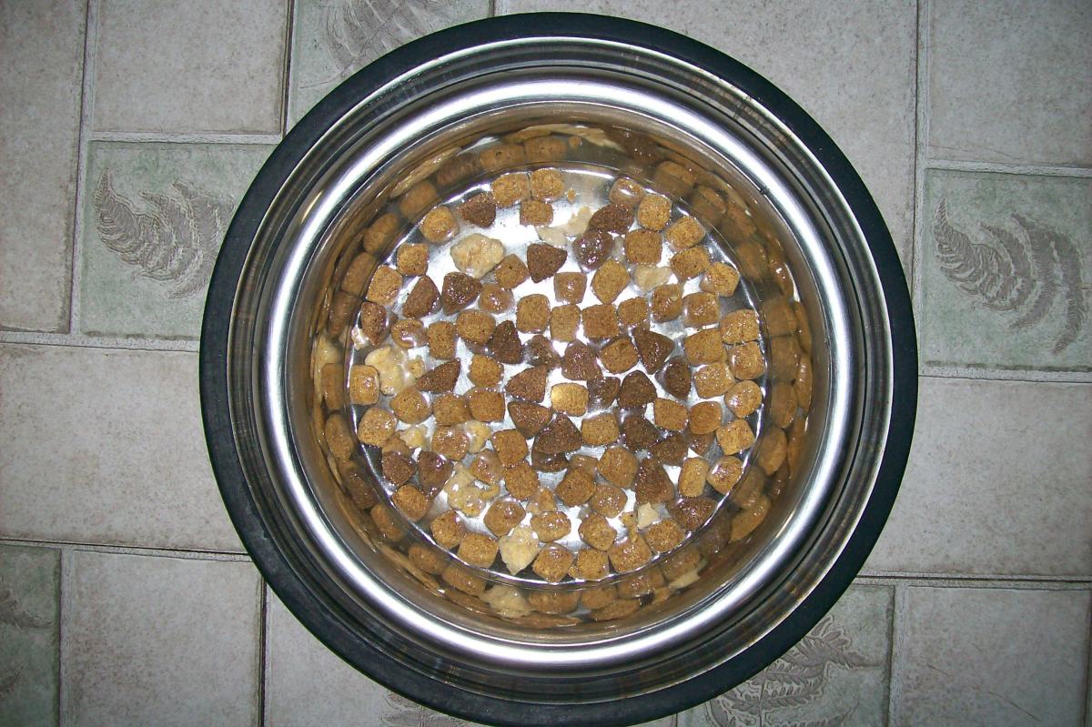 How to Stop a Dog From Eating Too Fast Tips to Prevent Bloat PetHelpful