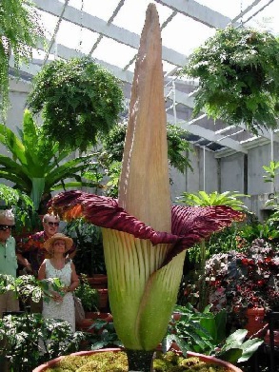 the-largest-flower-in-the-world-amorphophallus-titanium