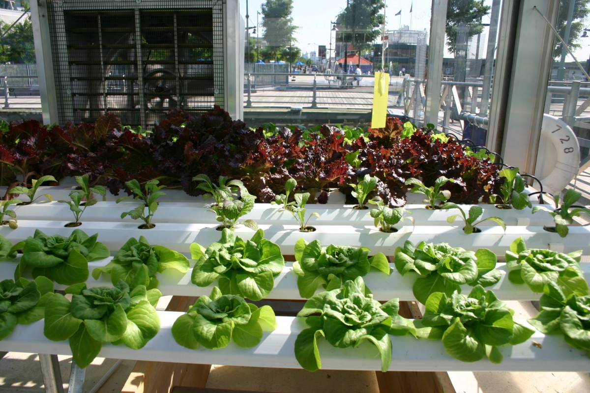 Professional hydroponic setups predated the smaller, vertical ones.