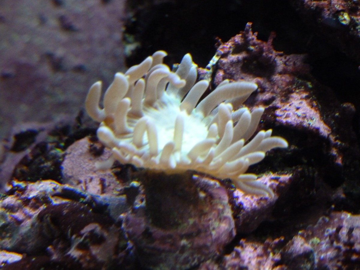 Before LEDs. I'd had this coral for over a year at this point, and it was still a single head.