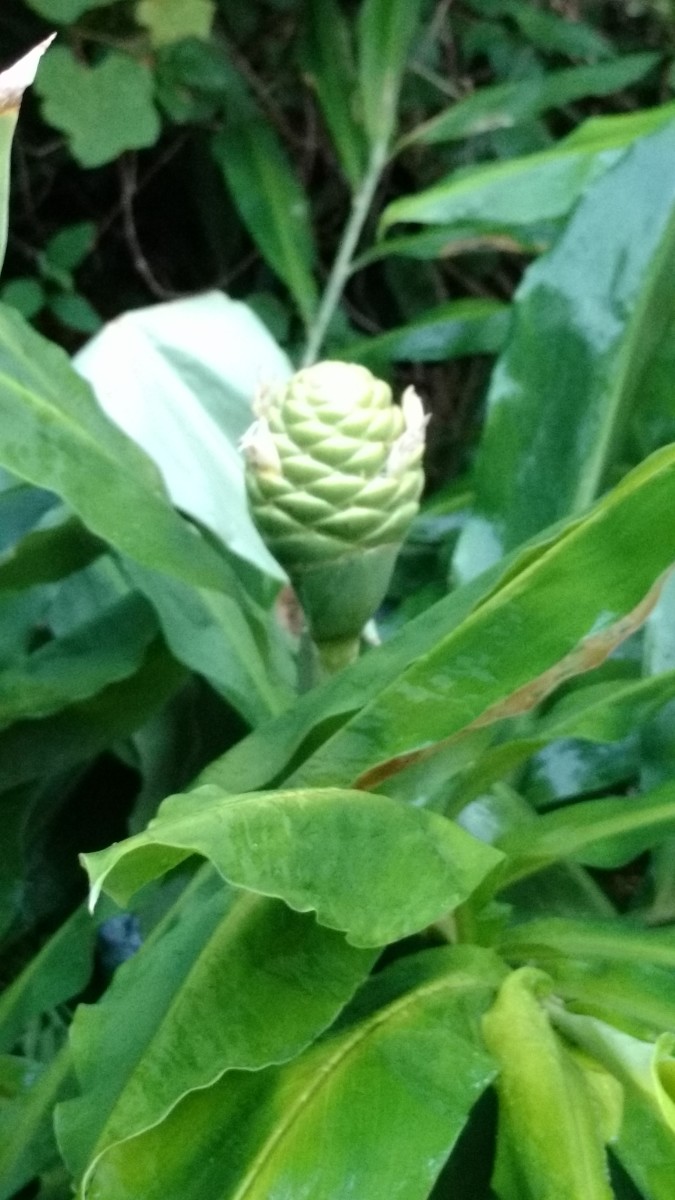 Cones are just forming at this point but bring a promise of beauty to come. 