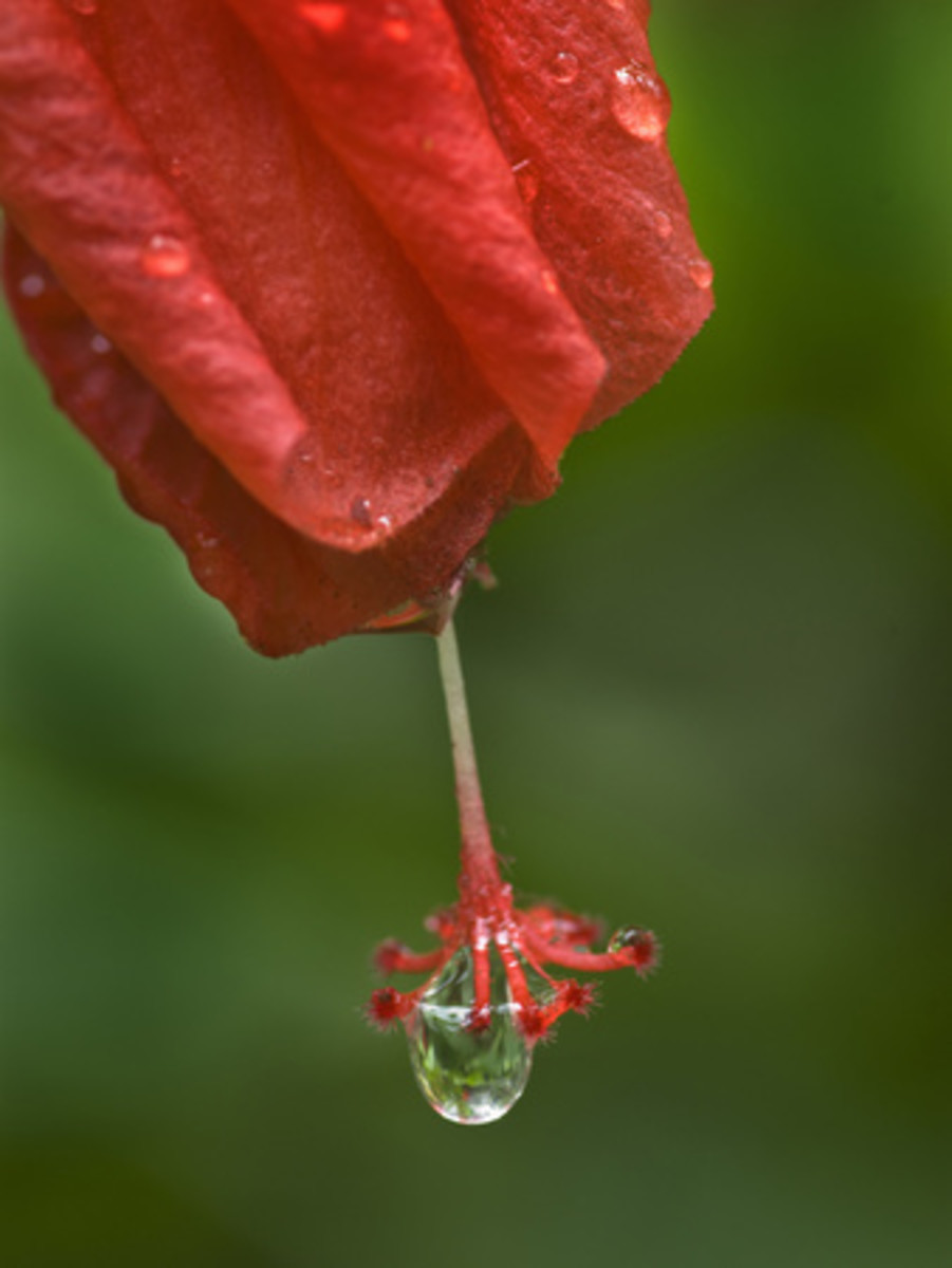 Cohesion allowed a drop of water to form on this Hibiscus flower.