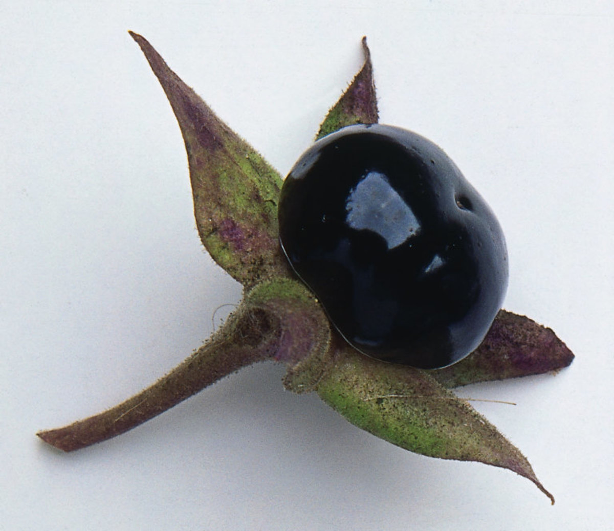 Black Nightshade berry used to make the poison Belladonna.