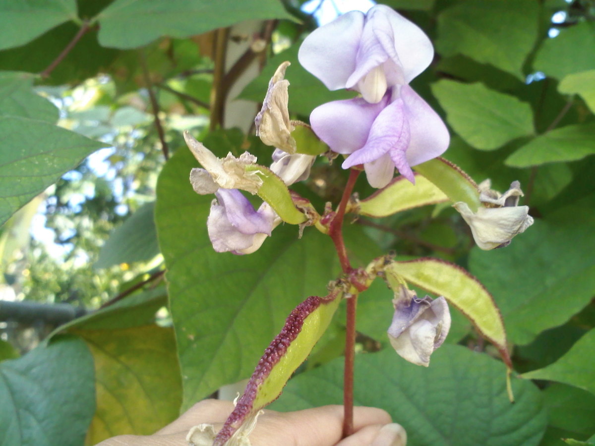 Up close with the young pods of a hyacinth bean with young pods. 