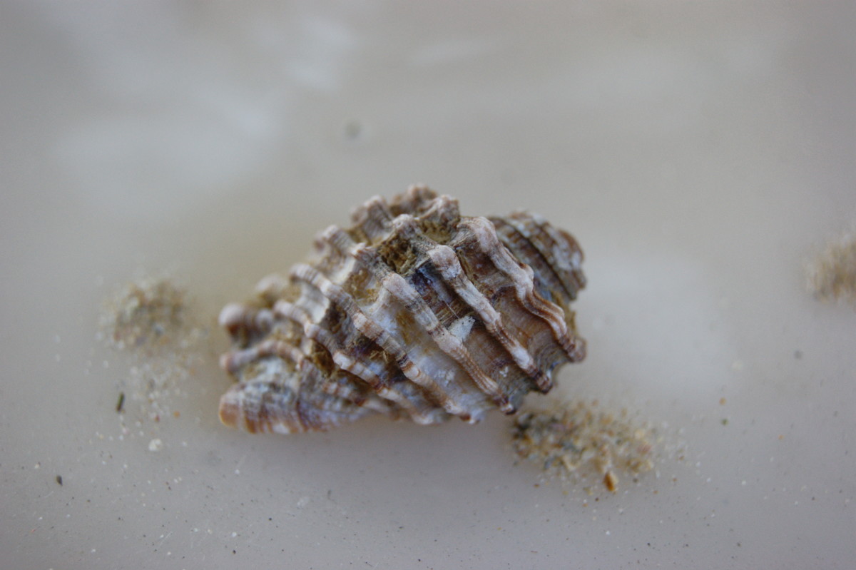 Possibly from the family Tonnidae found along the Wild Coast of the Eastern Cape.