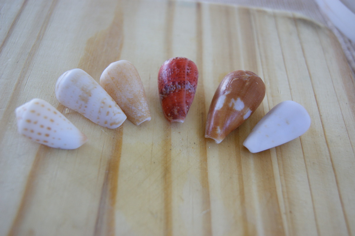 A selection of Cone Shells-Conidae family