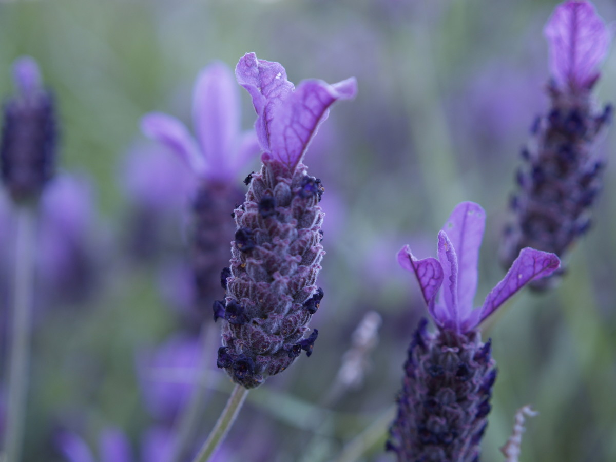 Lavender has natural healing and cooling properties. 