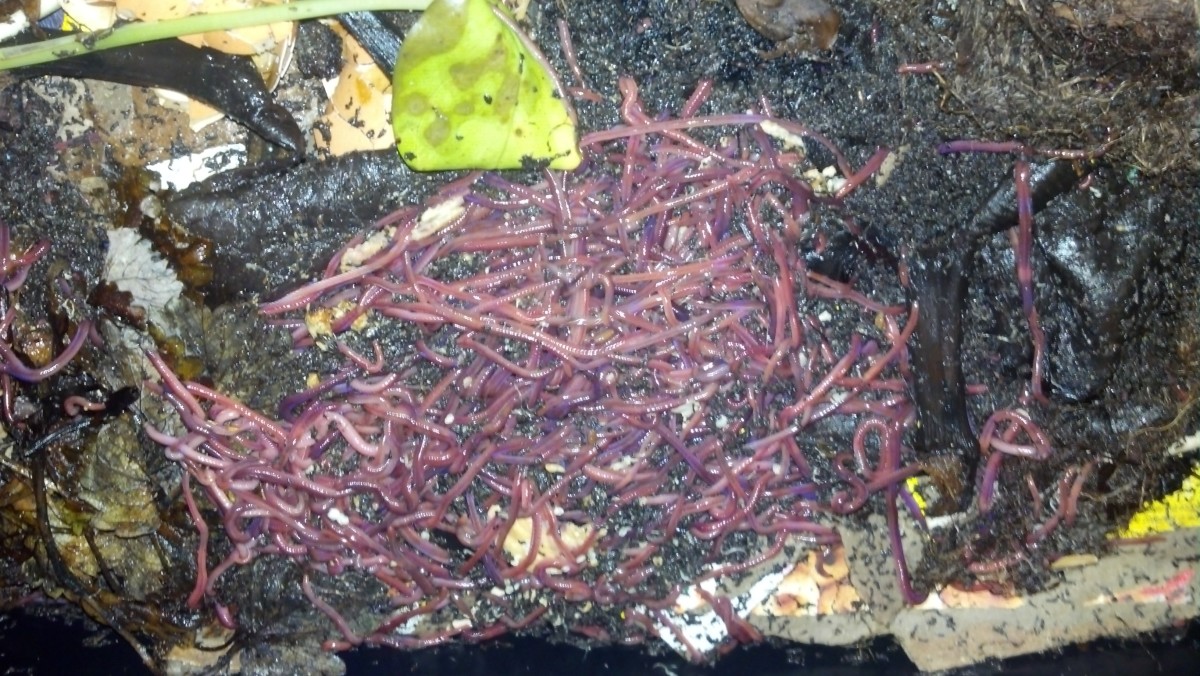 Well-maintained worms are healthy and happy. They'll multiply quickly and will not wander off to find "greener" pastures!