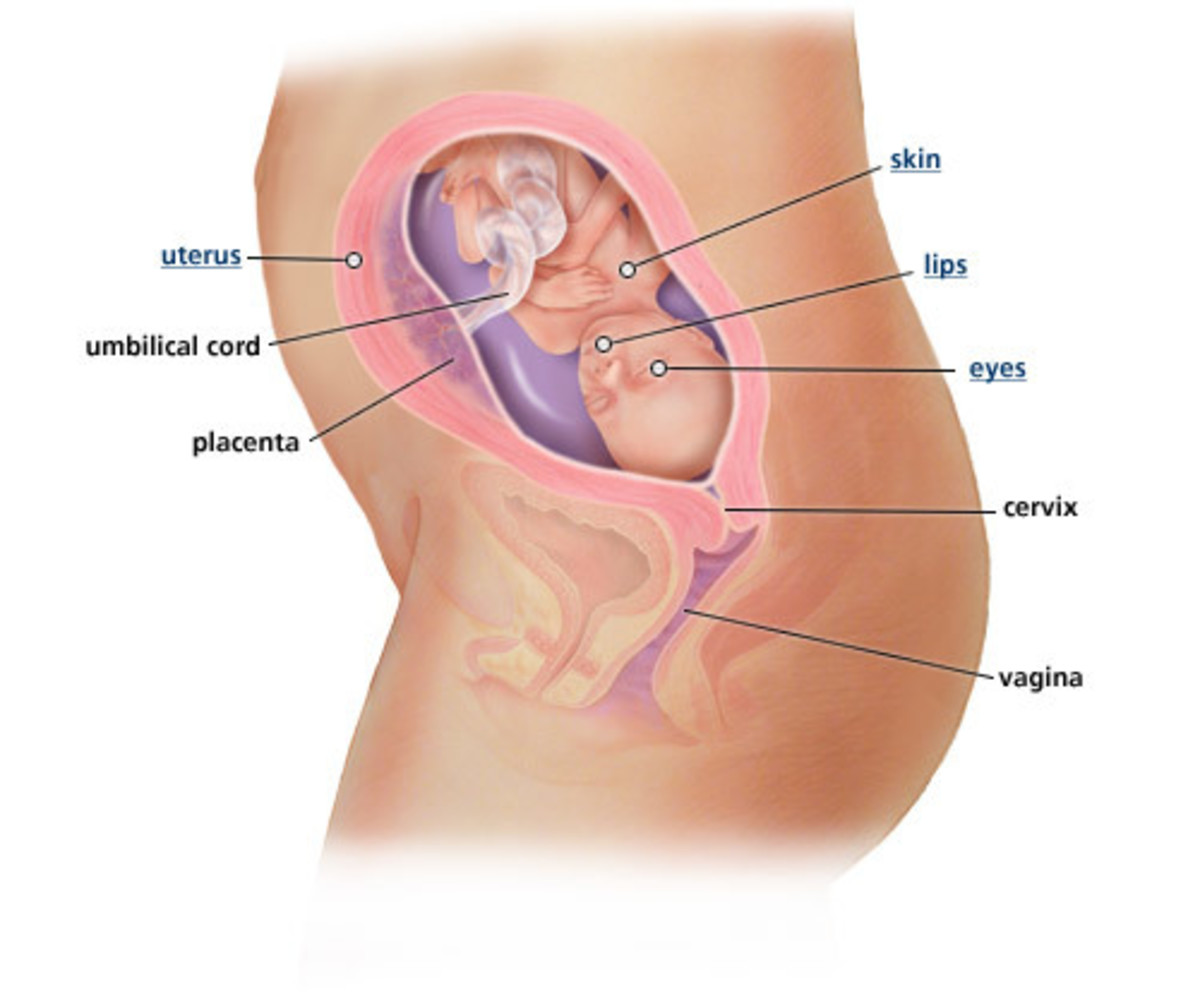 Development of a child inside the womb