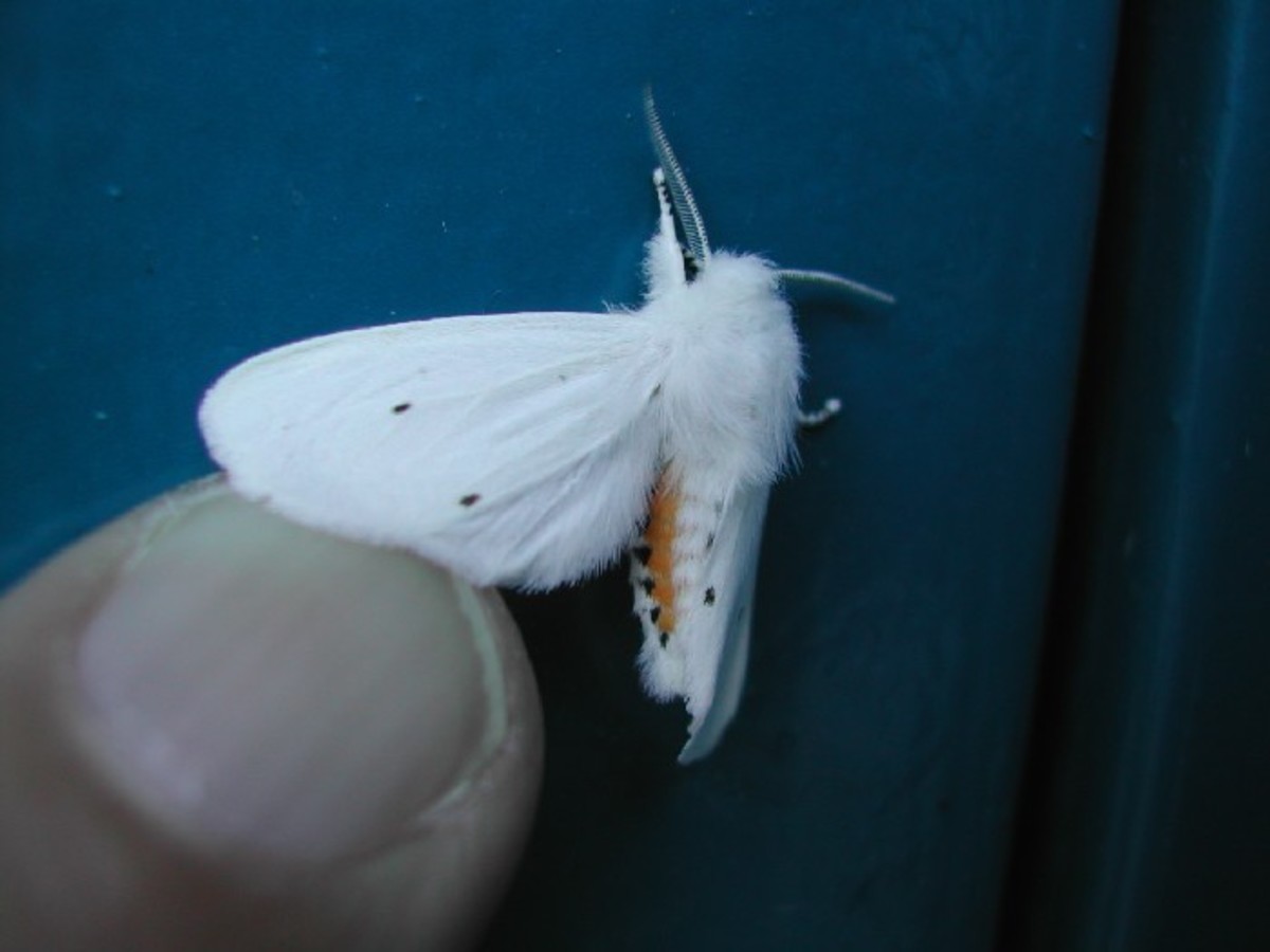 white moth identification