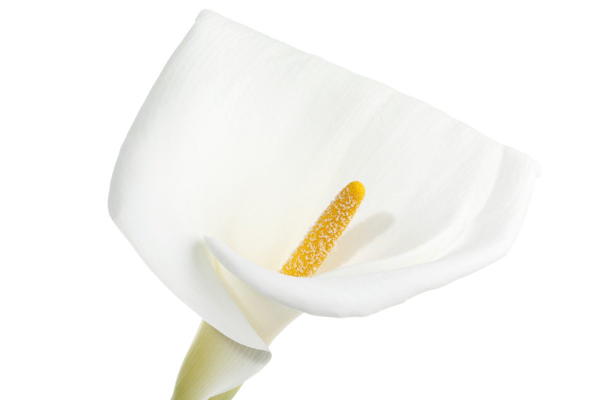 Calla lilies are a beautiful, sophisticated addition to any garden.