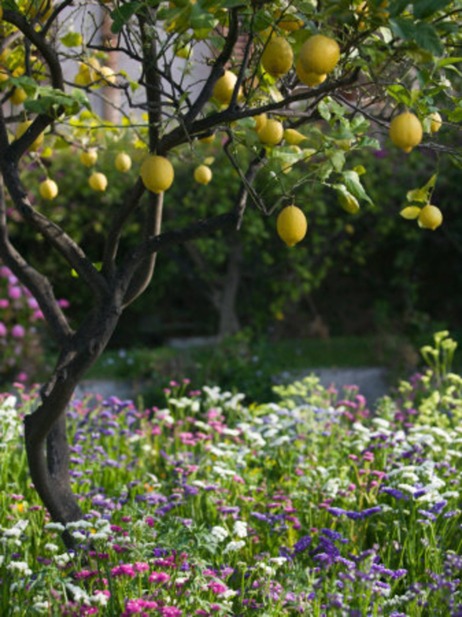 A small lemon tree.