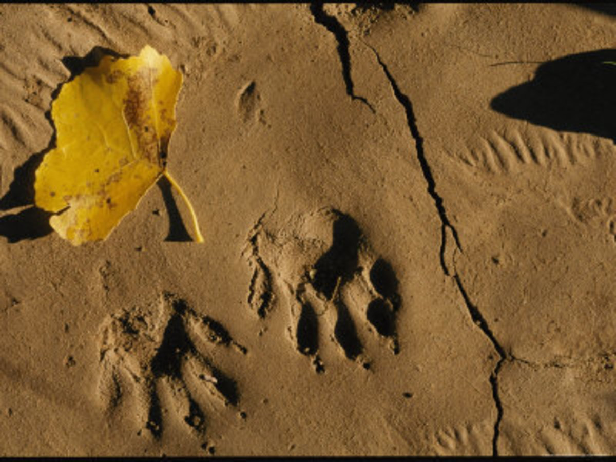 Animal Tracks in the Mud 