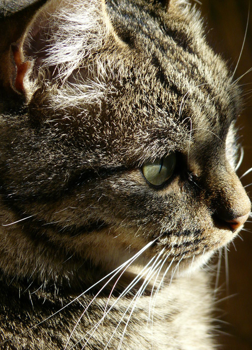 Mystical, enigmatic cat gaze