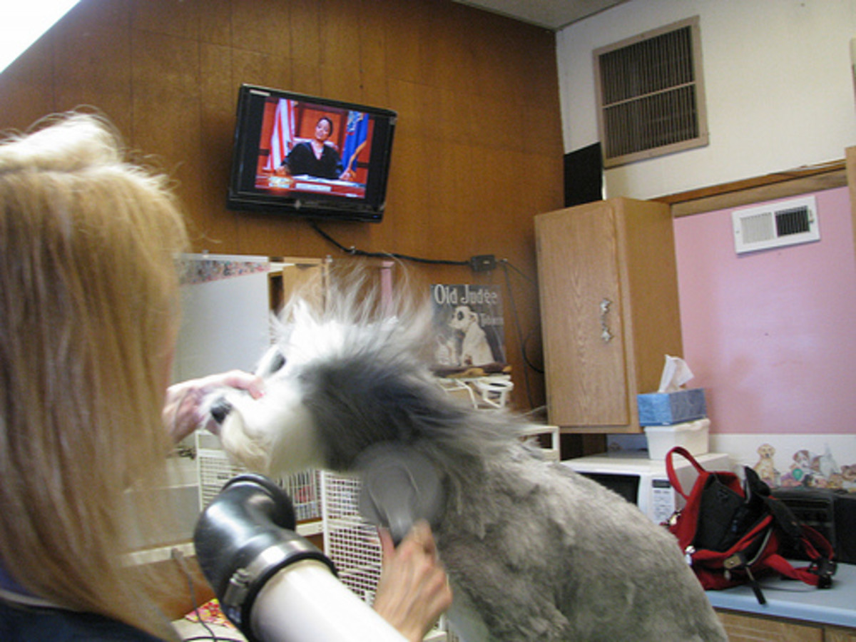 How to Dry a Dog the Right Way PetHelpful