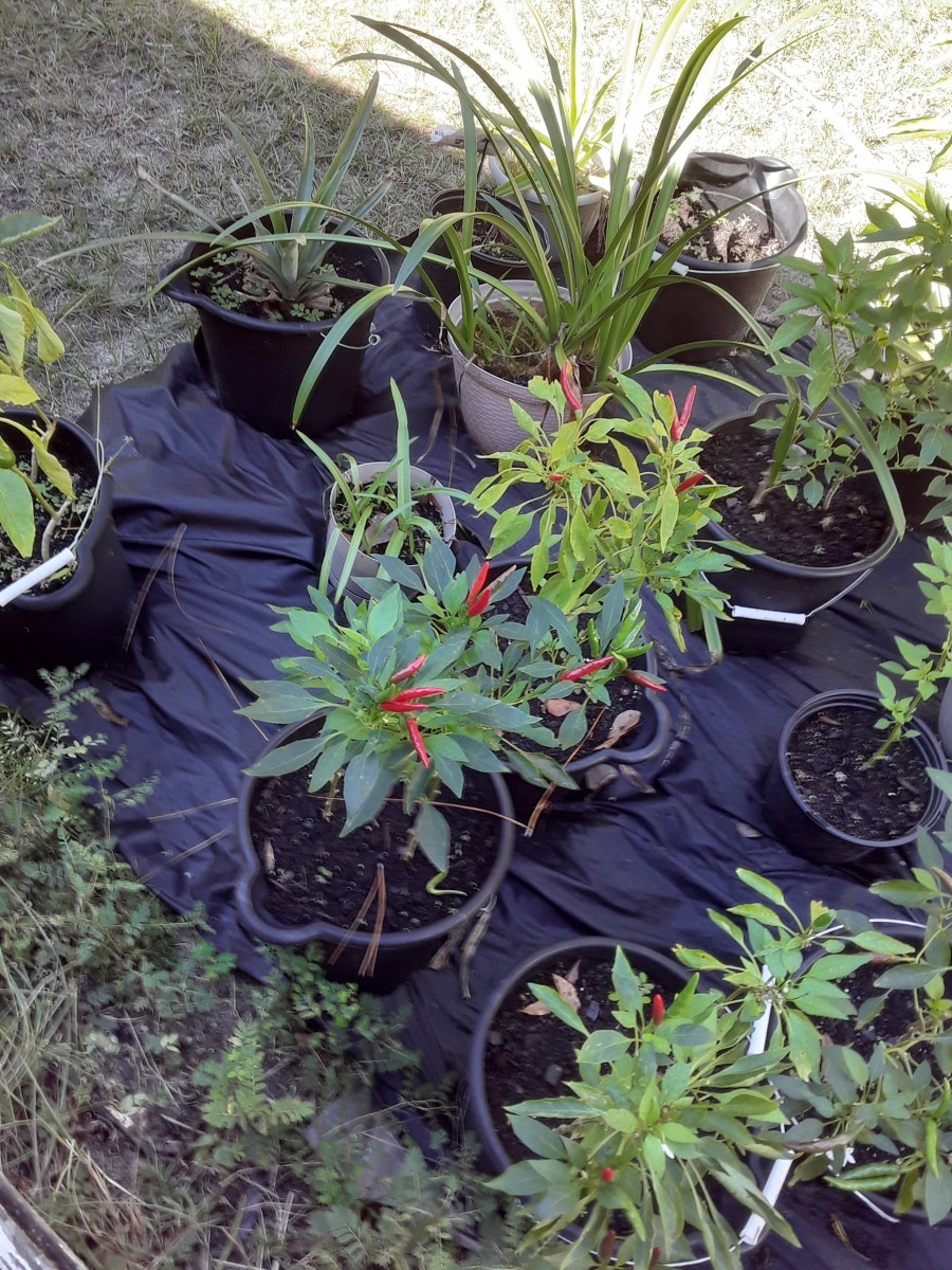 These are a few plants I grow in buckets: Thai hot peppers, pineapples, and a few others.