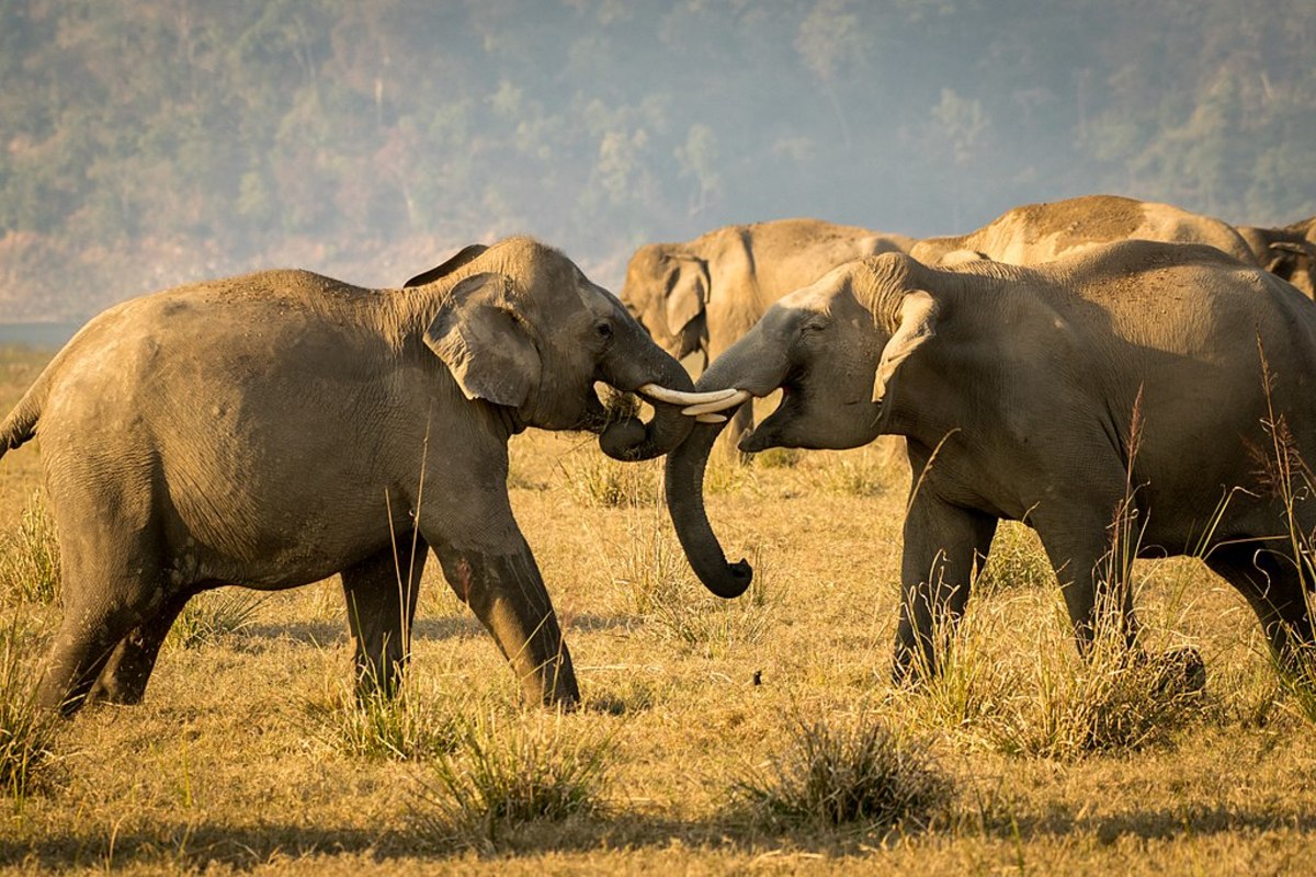 Asian Elephant, Safari in Jim Corbett