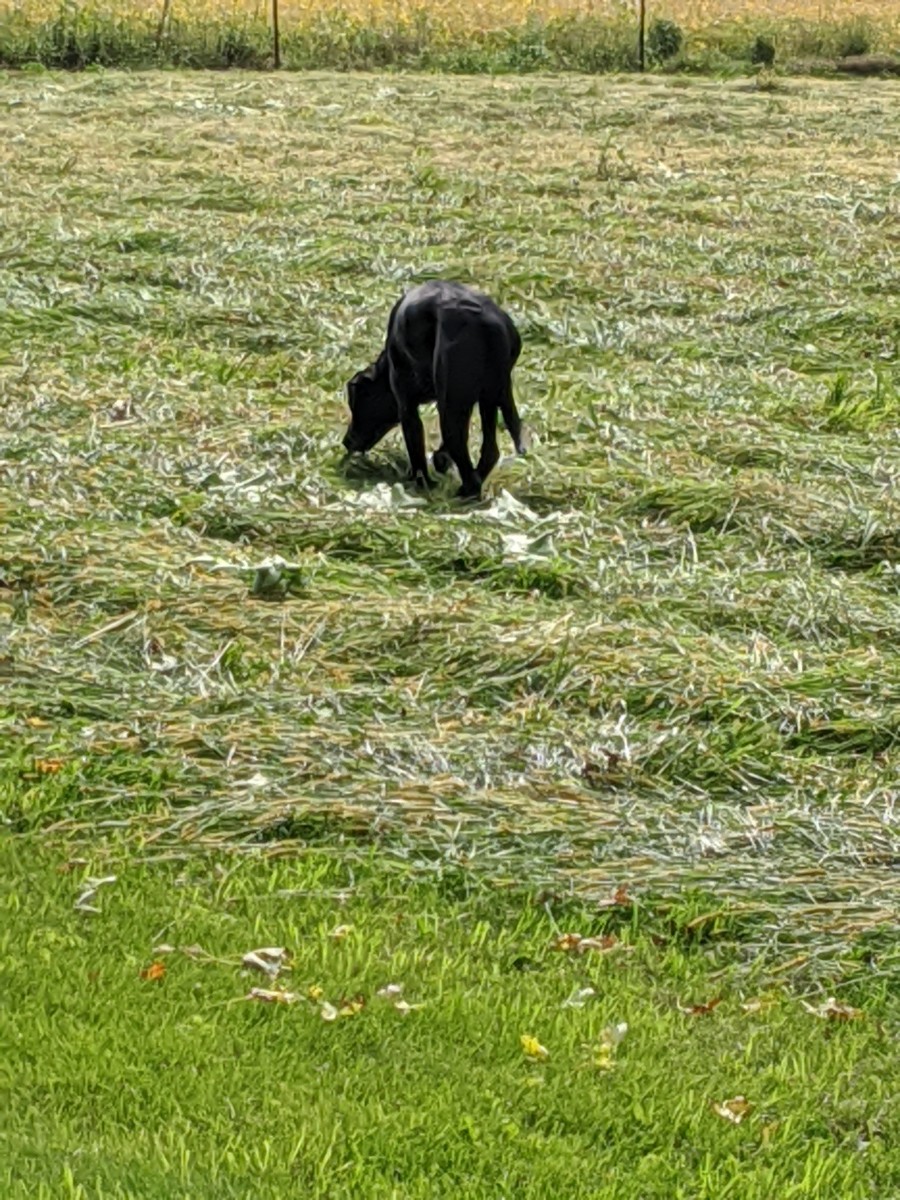 Neutering the Labrador Retriever