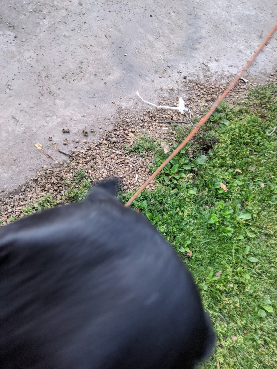 Neutering the Labrador Retriever HubPages