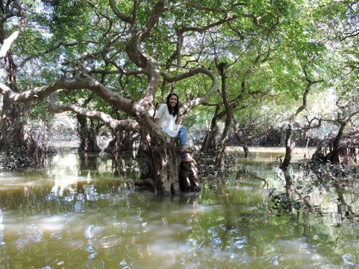 Ratargul swamp forest Little Amazon in Bangladesh HubPages