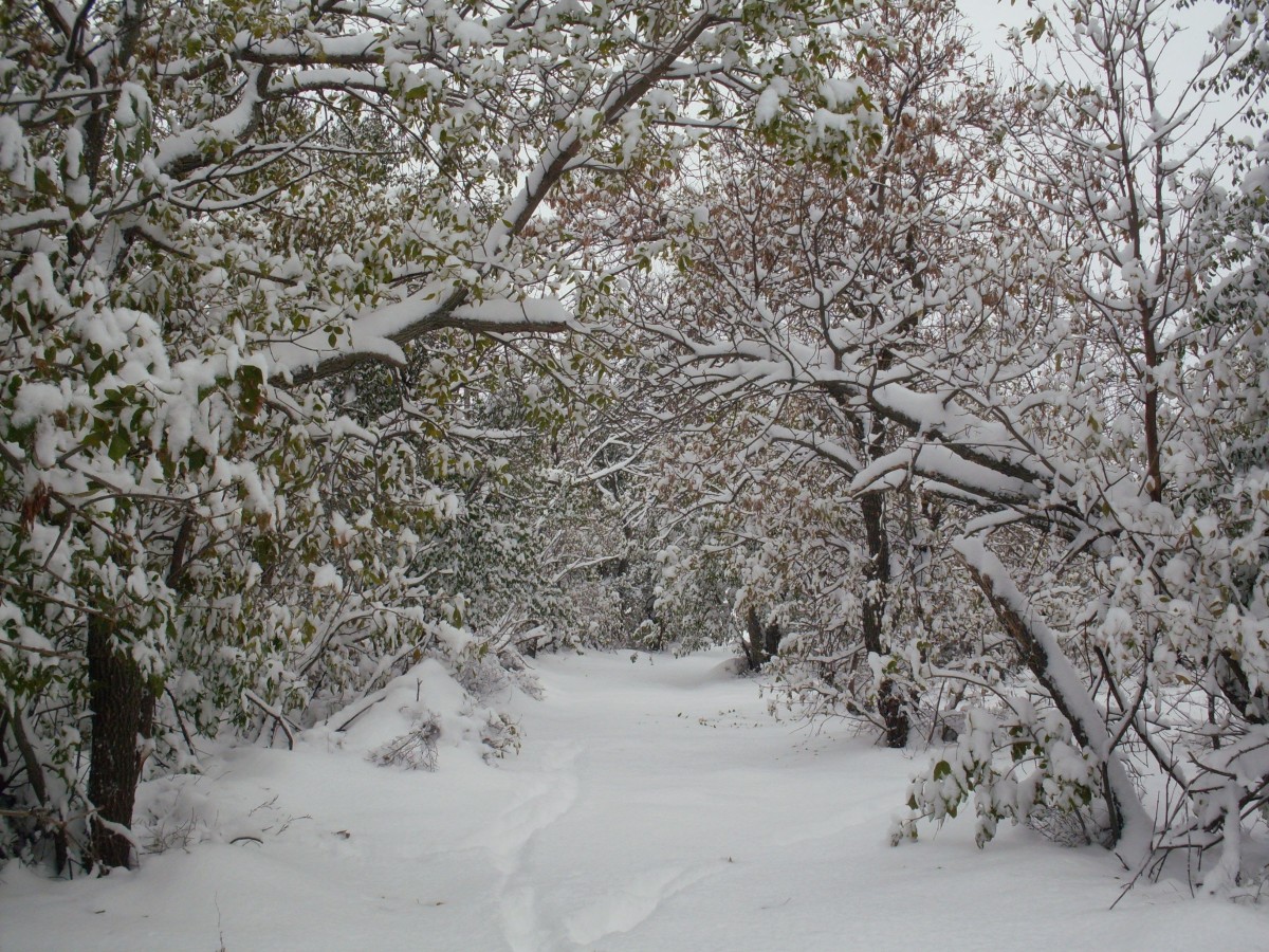 Colorado Plains Homestead: Winter Photos and Essay