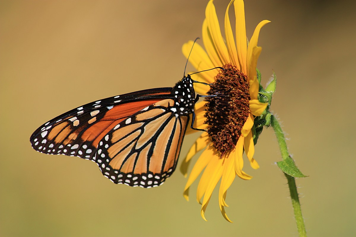 Beautiful Monarch butterfly snacking on yellow sunflower.